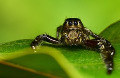 Hyllus diardi