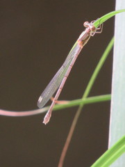 Chalcolestes viridis