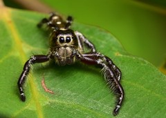 Hyllus diardi
