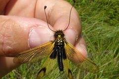 Libelloides longicornis