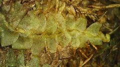 Chiloscyphus pallescens