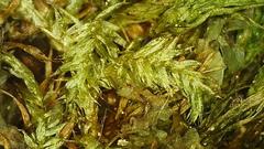 Sciuro-hypnum curtum