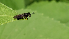 Cerotainia