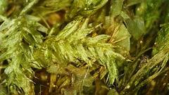 Sciuro-hypnum curtum