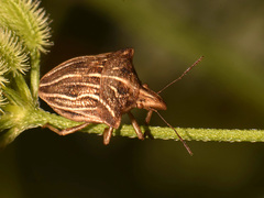 Ancyrosoma leucogrammes