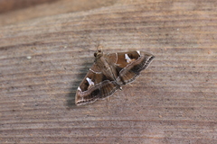 Lamprosema cayugalis
