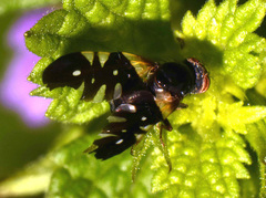 Aciura coryli