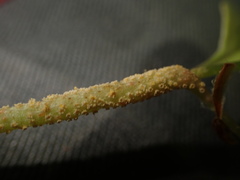 Puccinia komarovii