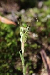 Pterostylis striata