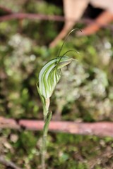 Pterostylis striata