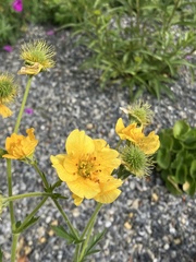 Geum montanum