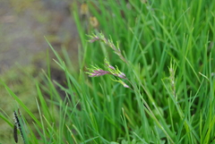 Poa alpina vivipara