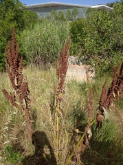 Rumex crispus