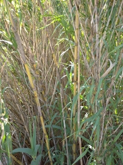 Poaceae