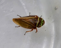 Aphrodes makarovi