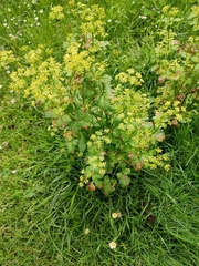 Smyrnium olusatrum