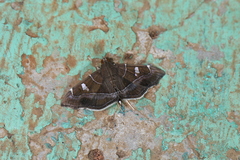 Lamprosema cayugalis