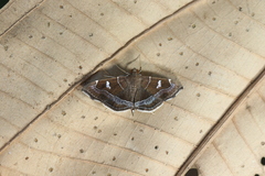 Lamprosema cayugalis