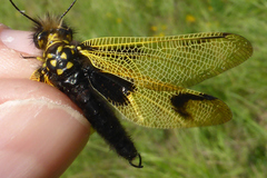 Libelloides longicornis