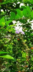 Duranteae