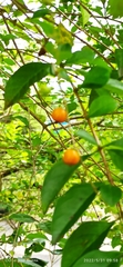 Duranteae