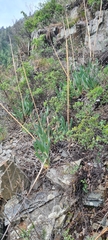 Allium nutans