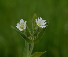 Cerastium nemorale