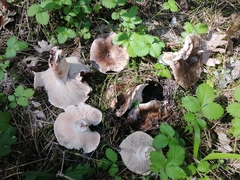 Russula adusta
