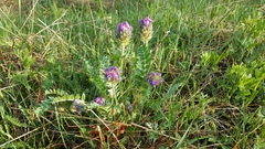 Oxytropis sylvatica