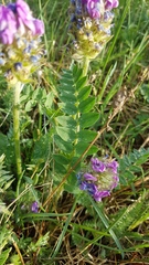 Oxytropis sylvatica