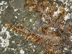 Entodon cladorrhizans