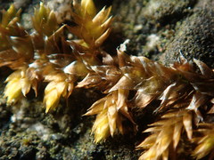 Entodon cladorrhizans