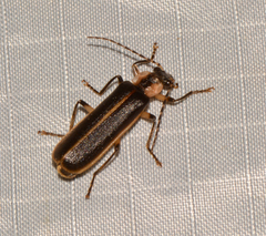 Podabrus basillaris