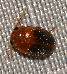 Prionocyphon discoideus