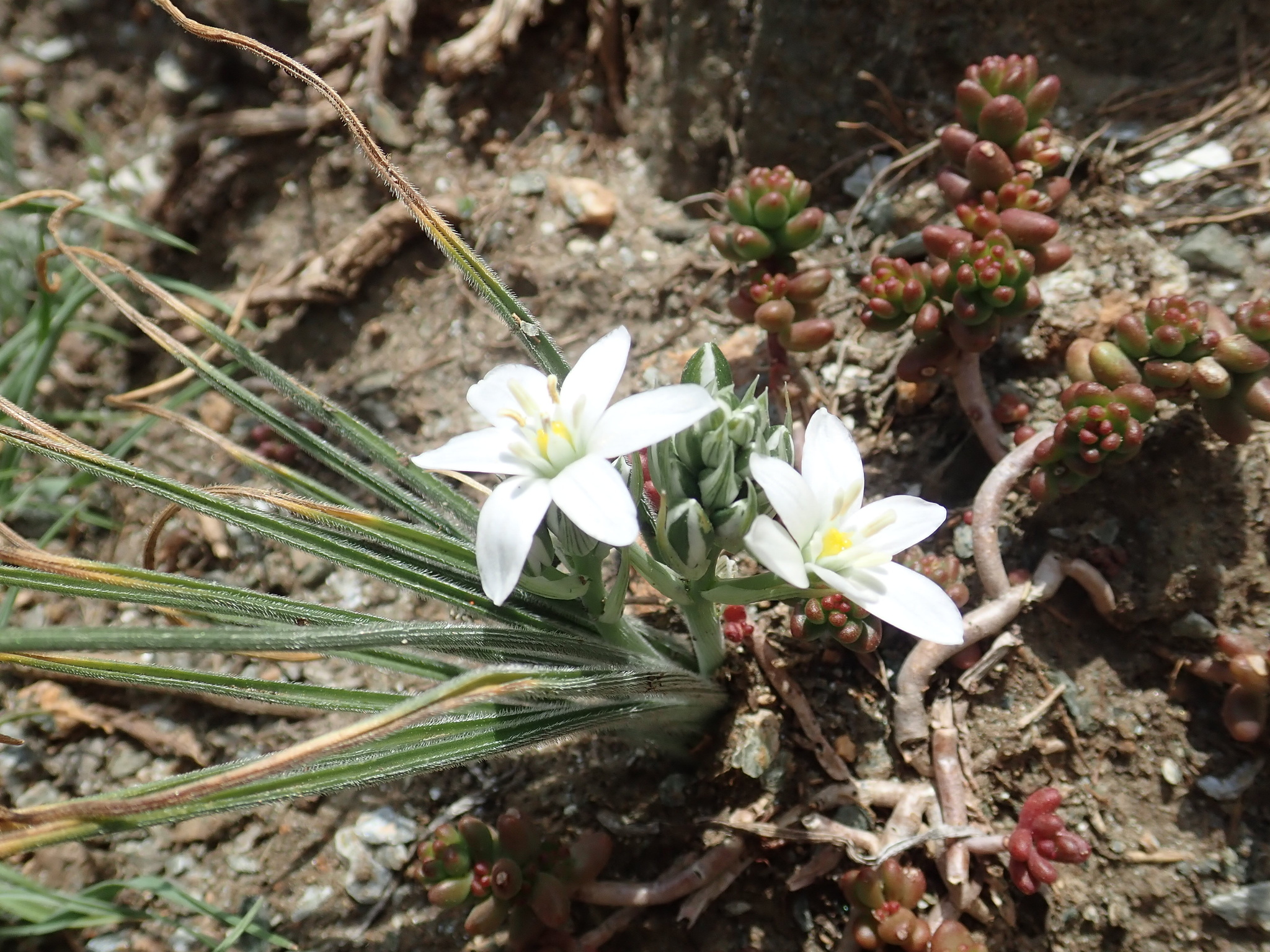 Ornithogalum armeniacum