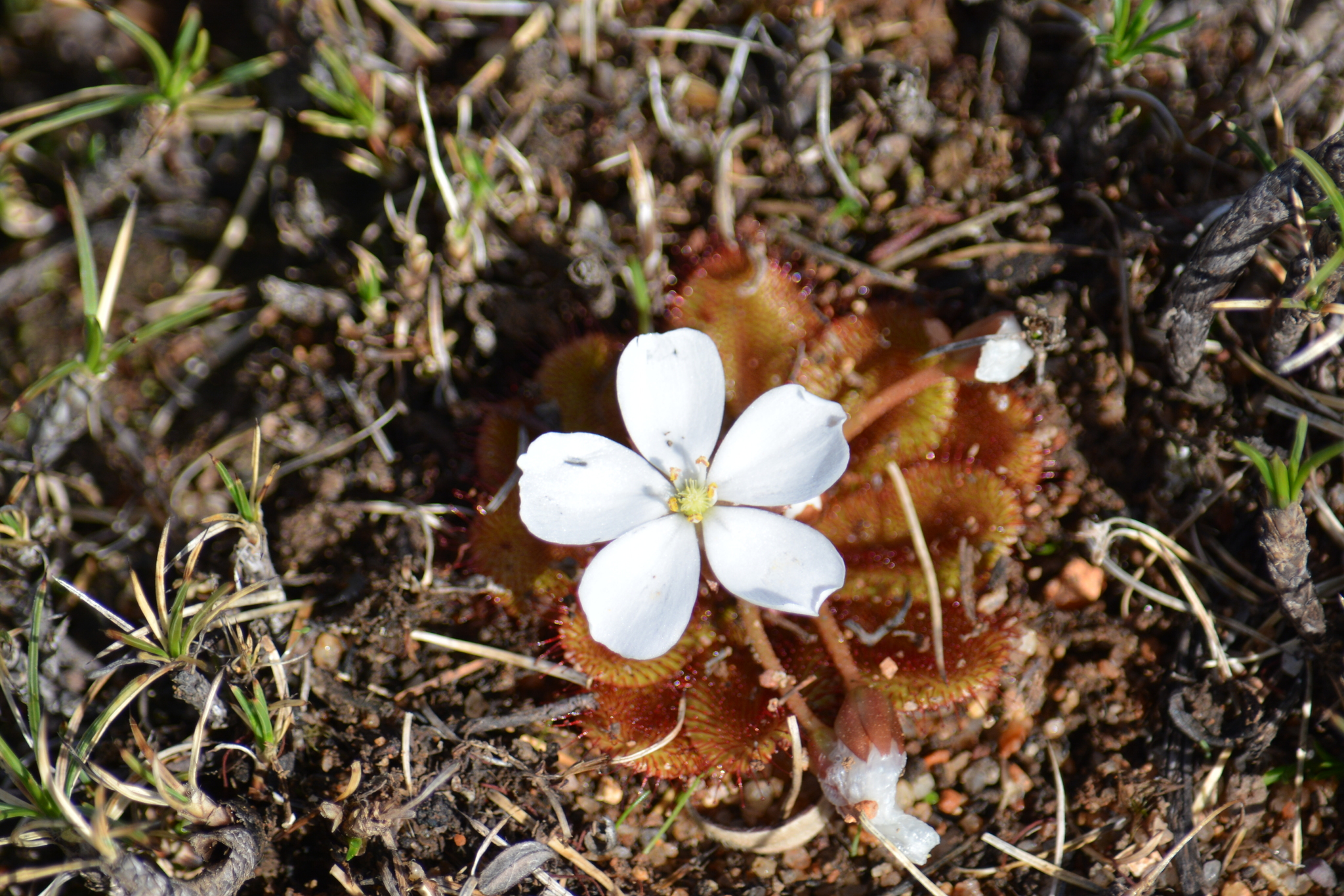 Drosera rosulata Lehm.
