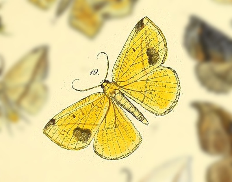 Acrosemia quietaria