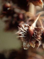 Rumex obtusifolius obtusifolius