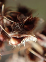 Rumex obtusifolius obtusifolius