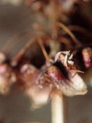 Rumex obtusifolius obtusifolius