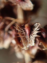 Rumex obtusifolius obtusifolius