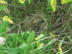 Dolichonyx oryzivorus