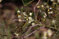 Acacia genistifolia