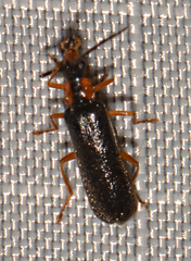 Rhagonycha dichroa