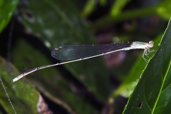 Aciagrion pallidum