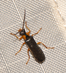 Rhagonycha dichroa