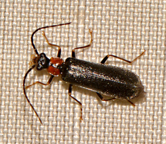 Rhagonycha excavata