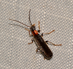 Rhagonycha excavata