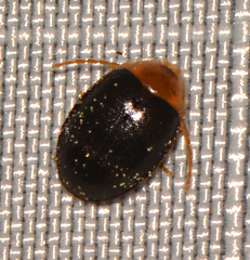 Sacodes thoracica