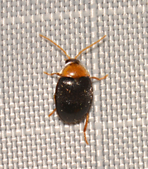 Sacodes thoracica